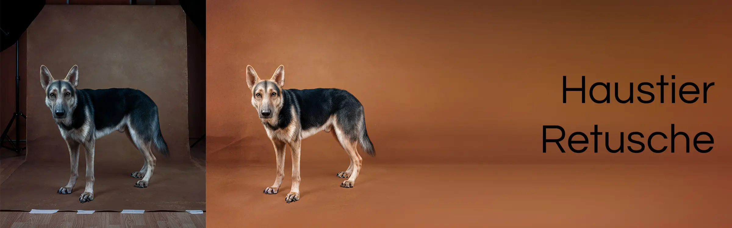 Pet Retouching